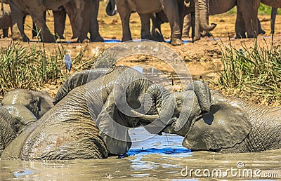 Fighting Elephants Stock Photo