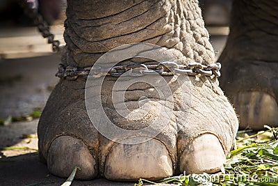Elephants foot in chains Stock Photo