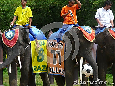 Elephants Getting Ready to Play Soccer Editorial Stock Photo