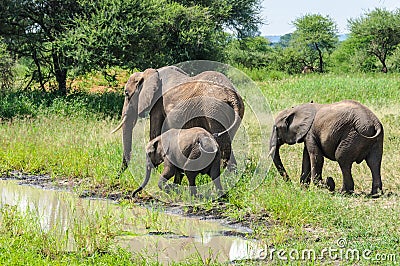 Elephants getting refreshed in Tarangire Park, Tanzania Stock Photo