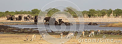 Elephants, giraffe and impalas around the waterhole Stock Photo