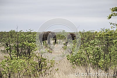 Elephants grazing and migrating on dirt road, Kruger National Park, South Africa Stock Photo