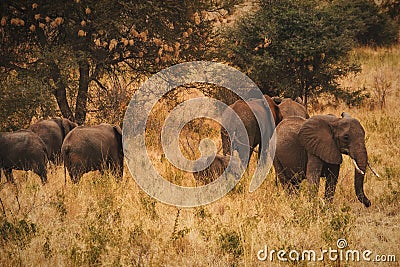 A herd of Elephants at Meru National Park, Kenya Stock Photo