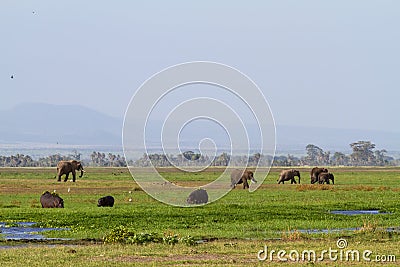 Elephants and hippos in the swamp of Amboseli. Kenya Stock Photo