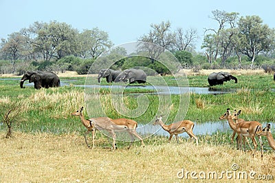 Elephants and impala graze. Stock Photo