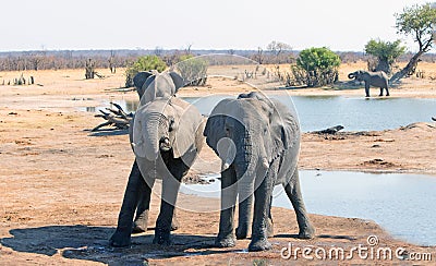 Two Bull elephants facing towards camera while standing next to a waterhole in Hwange National Park, Zimbabwe Stock Photo