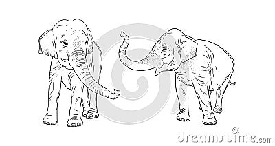 Elephants isolated on white background. Realistic elephant family. Vector illustration Vector Illustration