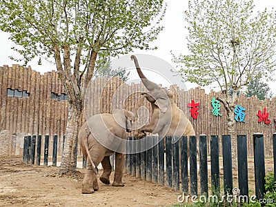 Elephants @ Jinan Wildlife World, Shandong China Editorial Stock Photo