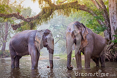 The elephants in Kanjanaburi, Thailand. Stock Photo