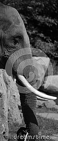 Elephants are large mammals of the family Elephantidae Stock Photo