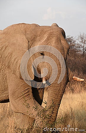 Elephants are large mammals of the family Elephantidae Stock Photo