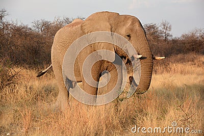 Elephants are large mammals of the family Elephantidae Stock Photo