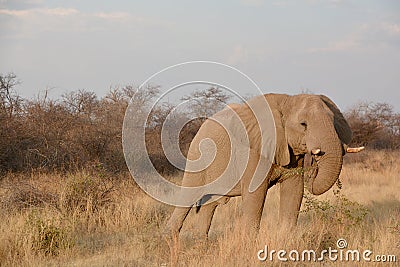 Elephants are large mammals of the family Elephantidae Stock Photo