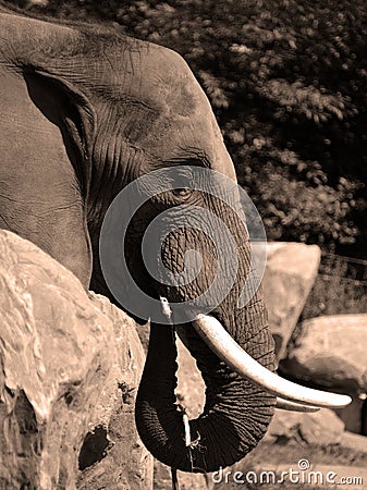 Elephants are large mammals of the family Elephantidae Stock Photo