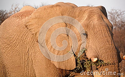 Elephants are large mammals of the family Elephantidae Stock Photo
