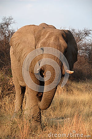 Elephants are large mammals of the family Elephantidae Stock Photo