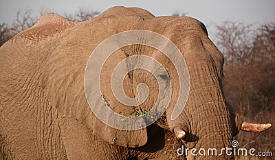 Elephants are large mammals of the family Elephantidae Stock Photo