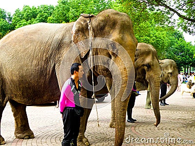 Elephants lined up to welcome crowds Editorial Stock Photo