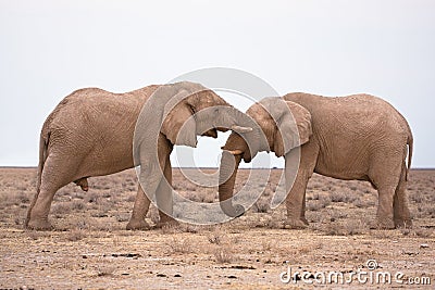 Elephants in love Stock Photo