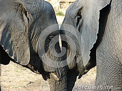 Elephants' love Stock Photo