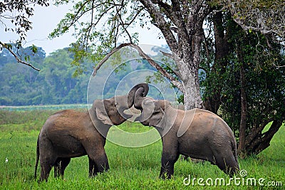 Elephants in love, Sri Lanka Stock Photo