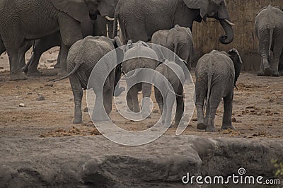 Elephants, Loxodonta Africana, bottoms all in a row as they race Stock Photo