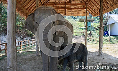 Elephants - mother and calf Stock Photo
