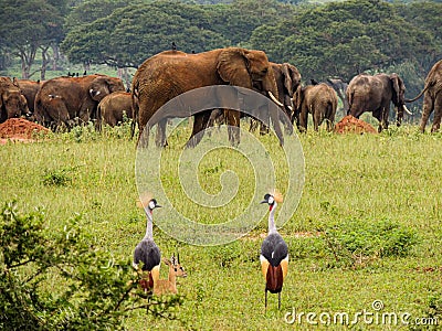 Elephants in Murchison Falls National Park,Uganda Stock Photo