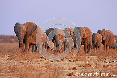 Elephants in Namibia Stock Photo