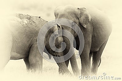 Elephants in National Park. Vintage effect Stock Photo