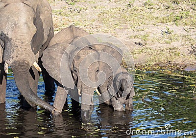 Elephants near the water of the chobe river in Botswana Stock Photo