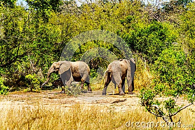 Elephants at Olifantdrinkgat, a watering hole near Skukuza Rest Camp. One of the two urinating after having drank too much water Stock Photo