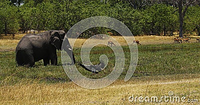 Big bull elepant drinking sharing a quiet moment together Stock Photo