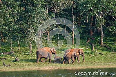 Elephants in Periyar National Park Stock Photo