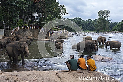 Elephants from the Pinnawala Elephant Orphanage (Pinnawela) on the banks of the Maha Oya River in Sri Lanka. Editorial Stock Photo