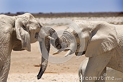 2 Elephants play fighting with their trunks entwined Stock Photo