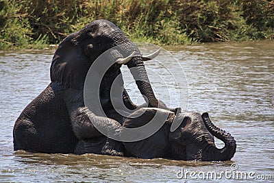 Elephants Play fighting Stock Photo
