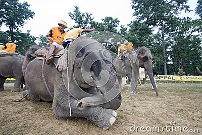 Elephants and players, during polo game, Thakurdwara, Bardia, Nepal Editorial Stock Photo