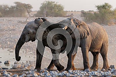 Elephants are playing Stock Photo