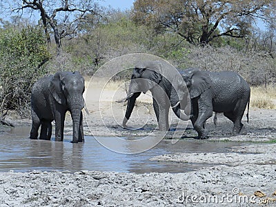 Elephants playing in muddy water Stock Photo