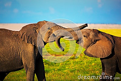 Elephants playing on savanna. Safari in Amboseli, Kenya, Africa Stock Photo