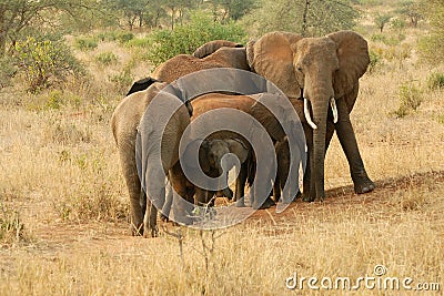 Elephants protecting their young Stock Photo
