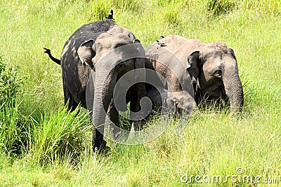 Elephants protecting their young one Stock Photo