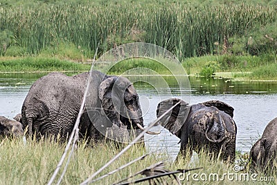 Elephants in QuiÃ§ama - Kissama Park in Angola - Africa Stock Photo