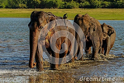 Elephants race Stock Photo