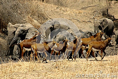 Elephants and Red Sables Stock Photo