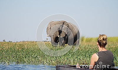 Elephants roaming in the wetlands of the Okavango Delta in Botswana, Africa. Editorial Stock Photo