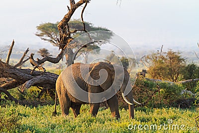 Elephants from savanna of Amboseli. Kenya, Kilimanjaro mountain. Stock Photo