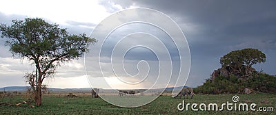 Elephants at the serengeti national park, tanzania Stock Photo