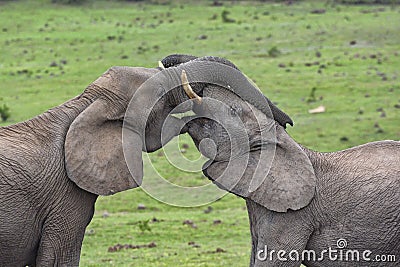 Elephants showing affection with trunks intertwined Stock Photo